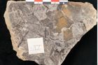 Foto (Detailansicht) von Podocarpus hochstetteri Ettingshausen (NHMW-GEO-2024-0188-10114)